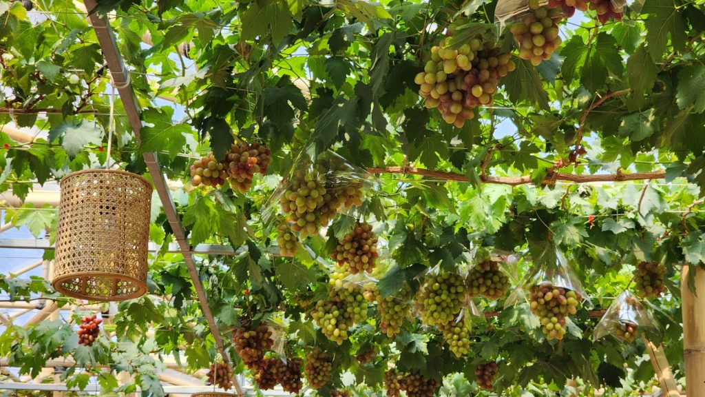 Rekomendasi Destinasi Agrowisata di California untuk Menikmati Kebun Anggur dan Hasil Kacang Berkualitas Dunia