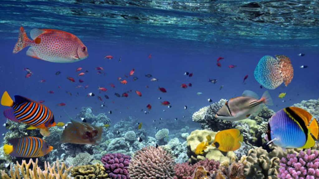 SUNGGUH INDAH! 5 Taman Laut yang Sangat Megah: Destinasi Wisata Impian Sekali Seumur Hidup